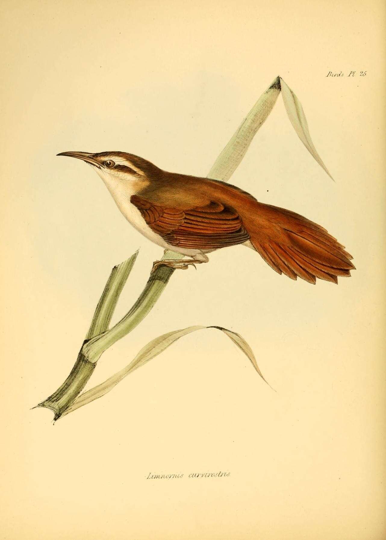 Image of Limnornis Gould 1839