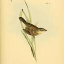 Image of <i>Ammodramus xanthornus</i> Gould 1839