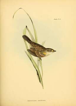 <i>Ammodramus xanthornus</i> Gould 1839的圖片