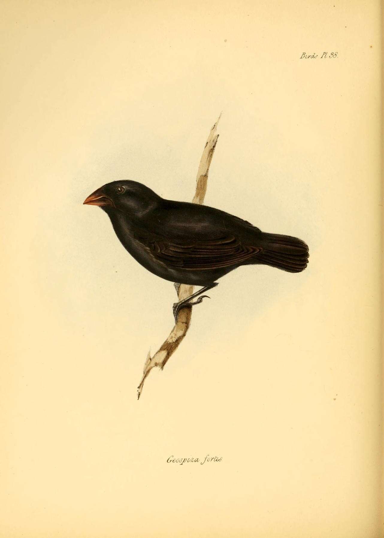 Image of Medium Ground Finch