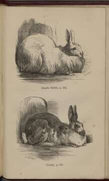 Image of Oryctolagus Lilljeborg 1873