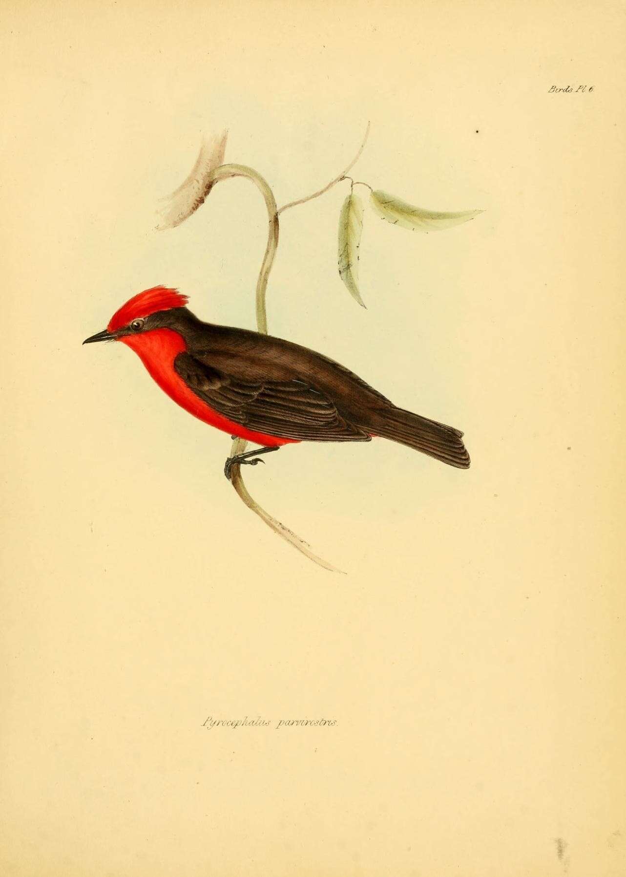 Imagem de Pyrocephalus Gould 1838