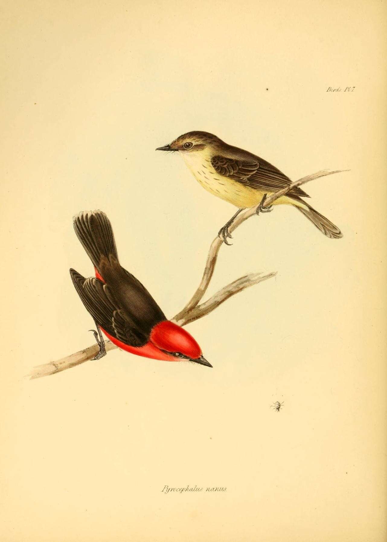 Image of Darwin's Flycatcher