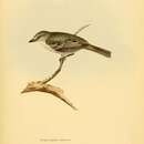 Image of <i>Pachyramphus albescens</i> Gould 1839