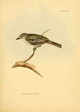 Image of <i>Pachyramphus albescens</i> Gould 1839