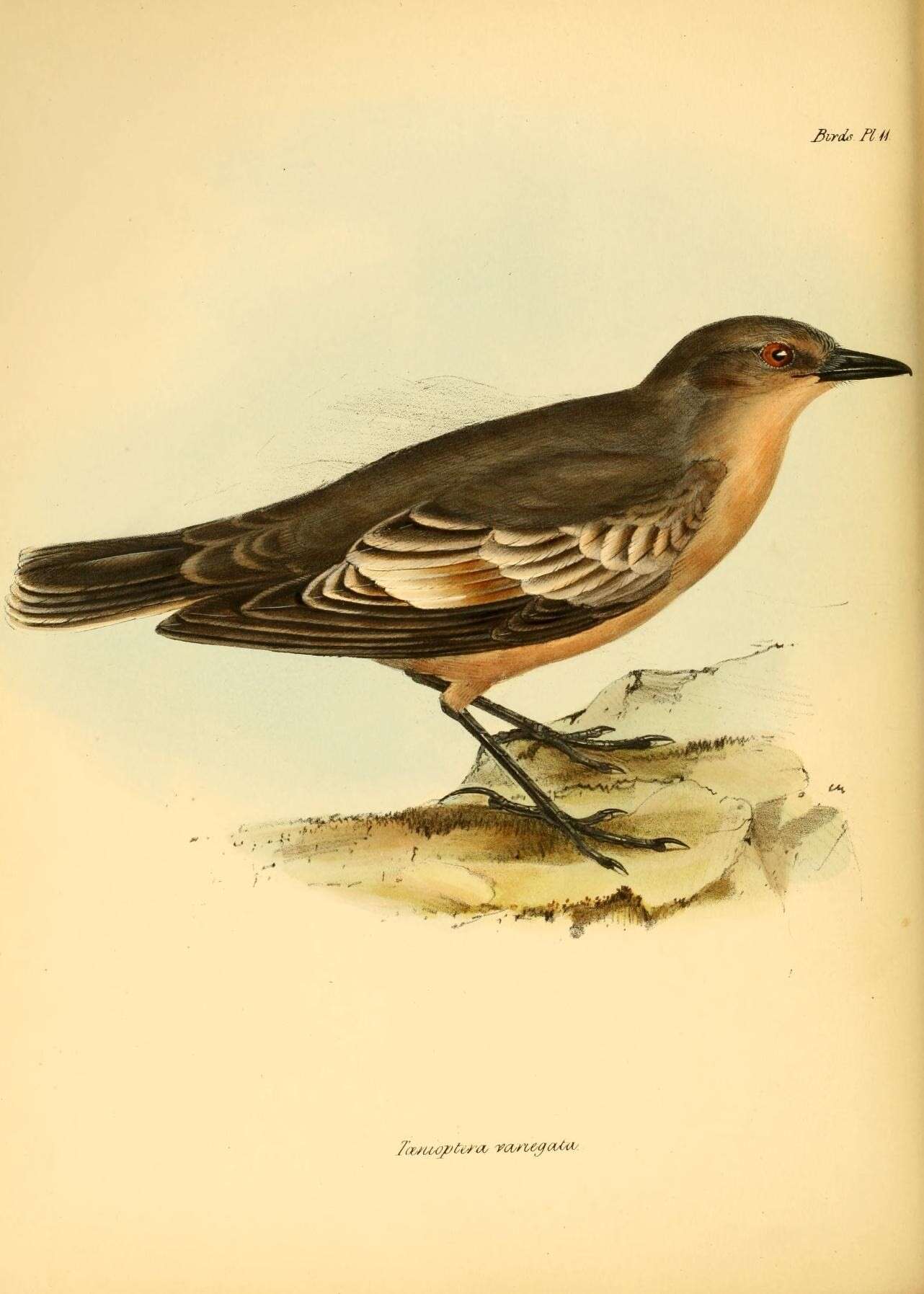 Image of Neoxolmis Hellmayr 1927