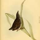 Imagem de Coturnicops notatus (Gould 1841)