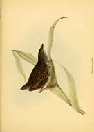 Imagem de Coturnicops notatus (Gould 1841)