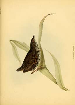 Image of Speckled Crake