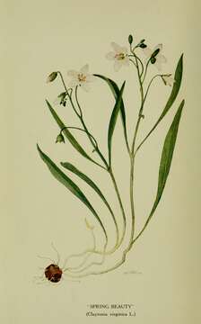 Image of Virginia springbeauty