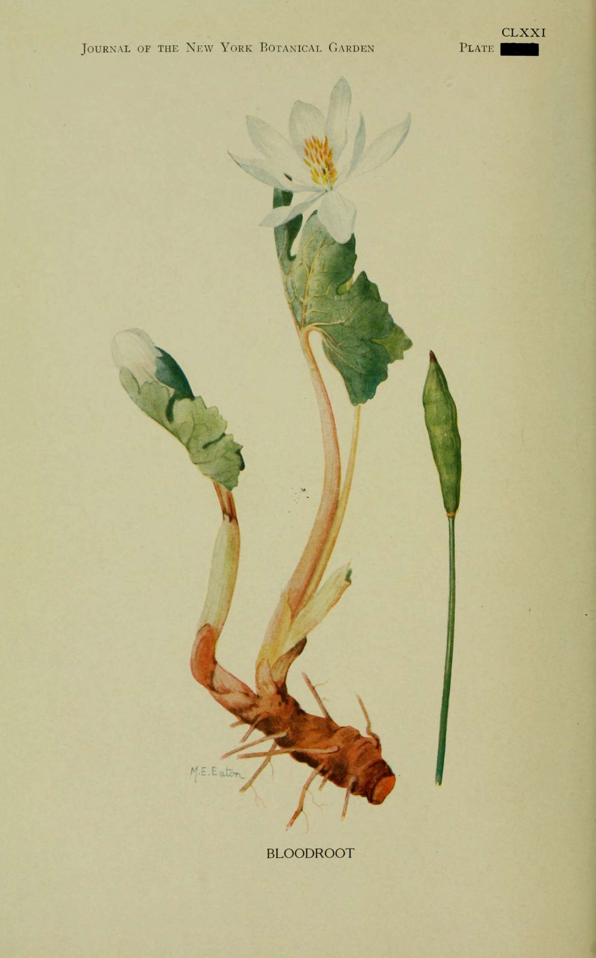 Image of bloodroot