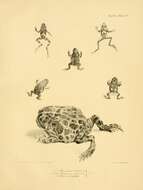 Image of Darwin's Frog