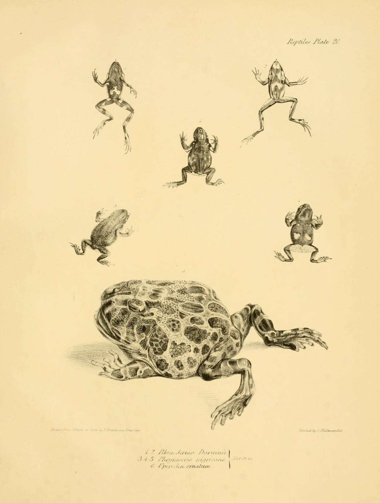 Image of Darwin's Frog