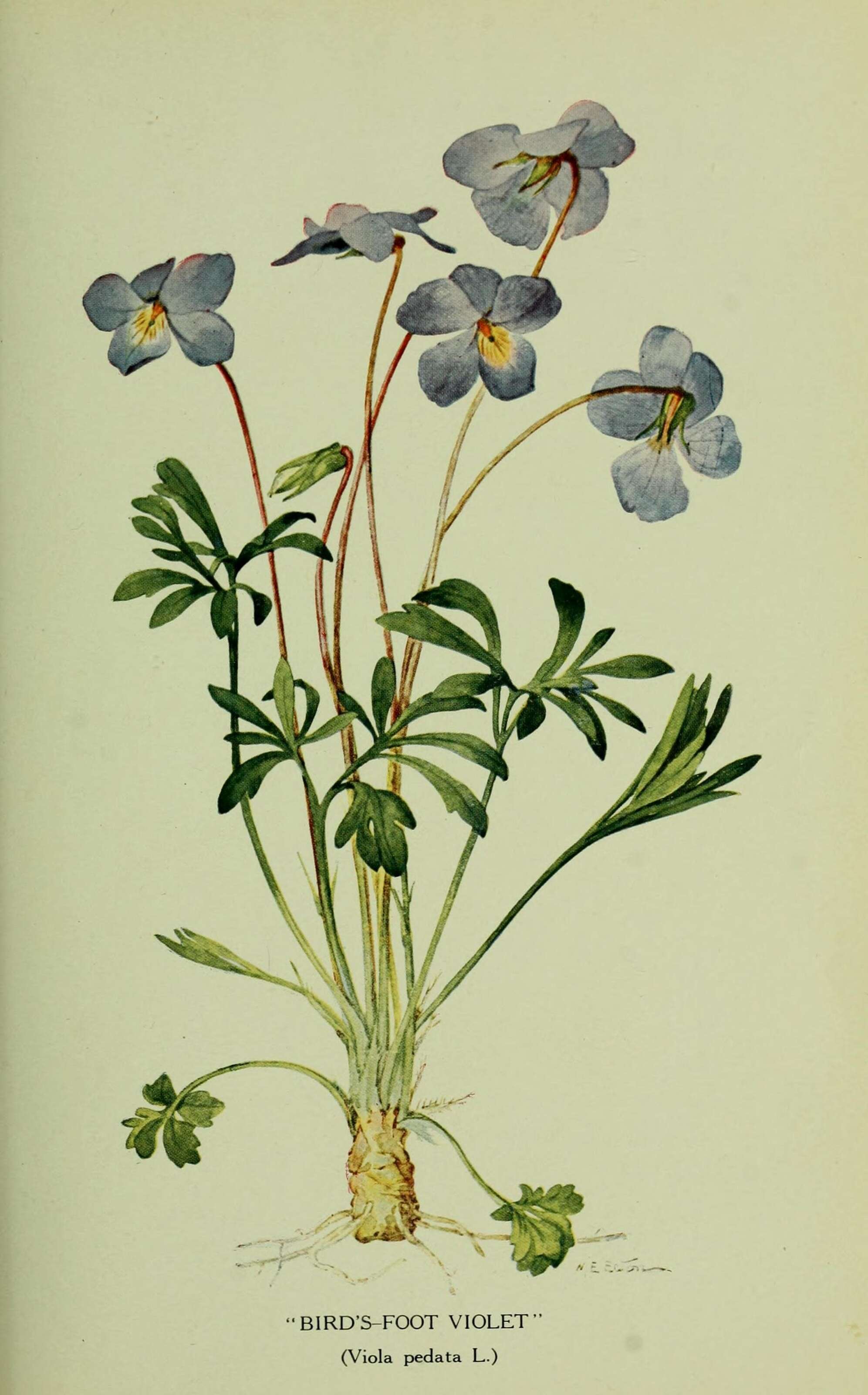 Image of birdfoot violet