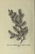 Imagem de Juniperus communis L.