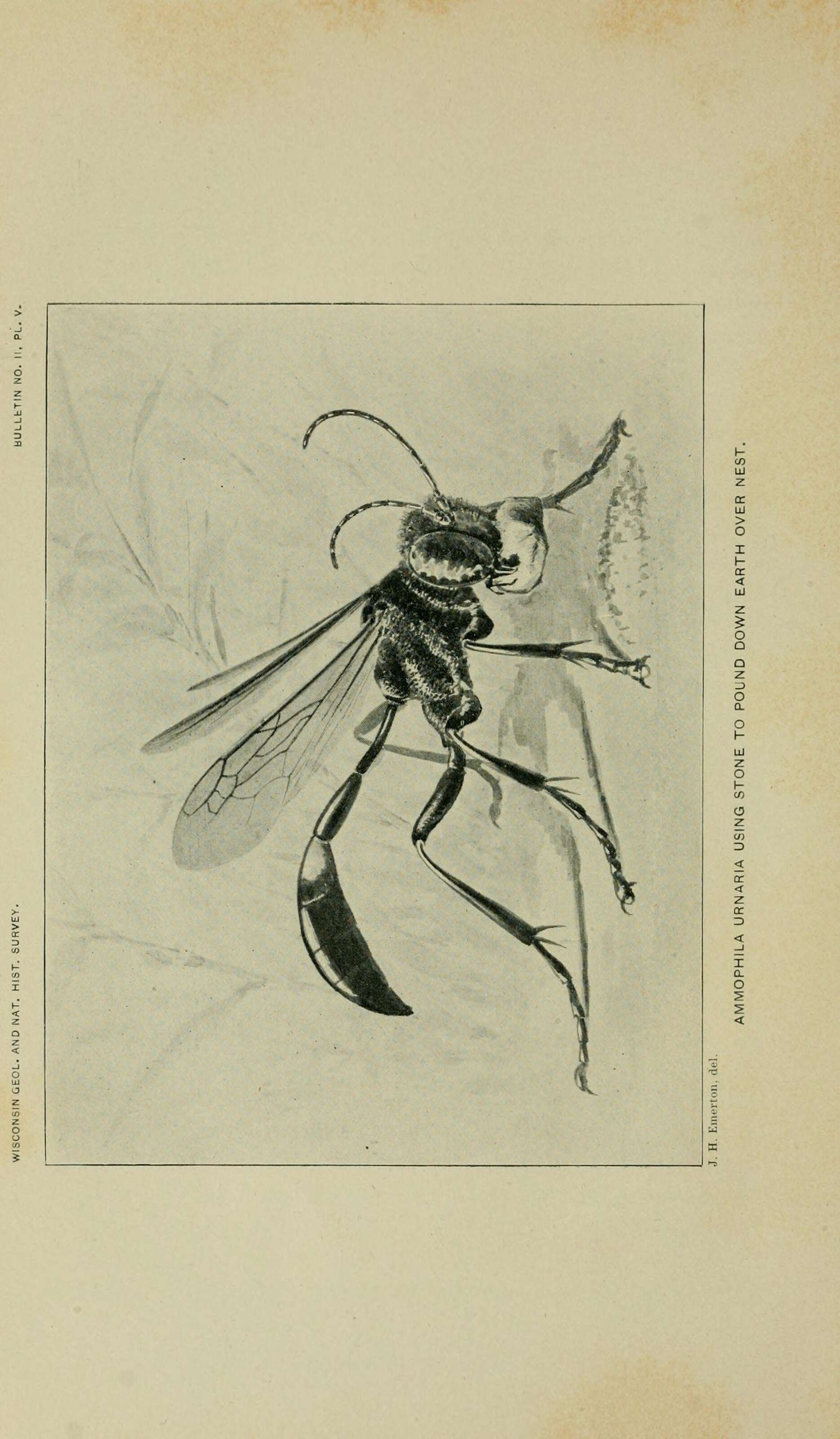 Sivun Ammophila urnaria Dahlbom 1843 kuva