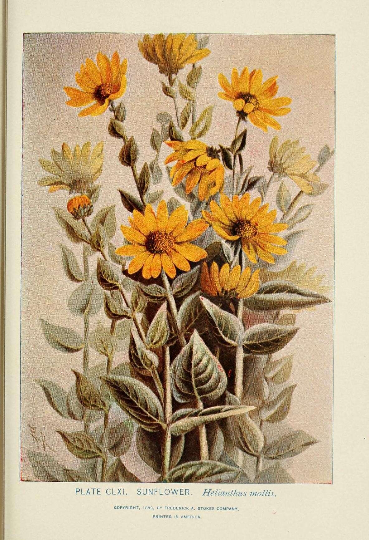 Helianthus mollis Lam. resmi