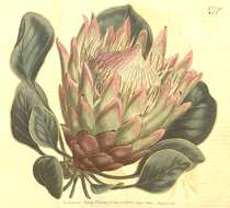 Imagem de Protea cynaroides (L.) L.