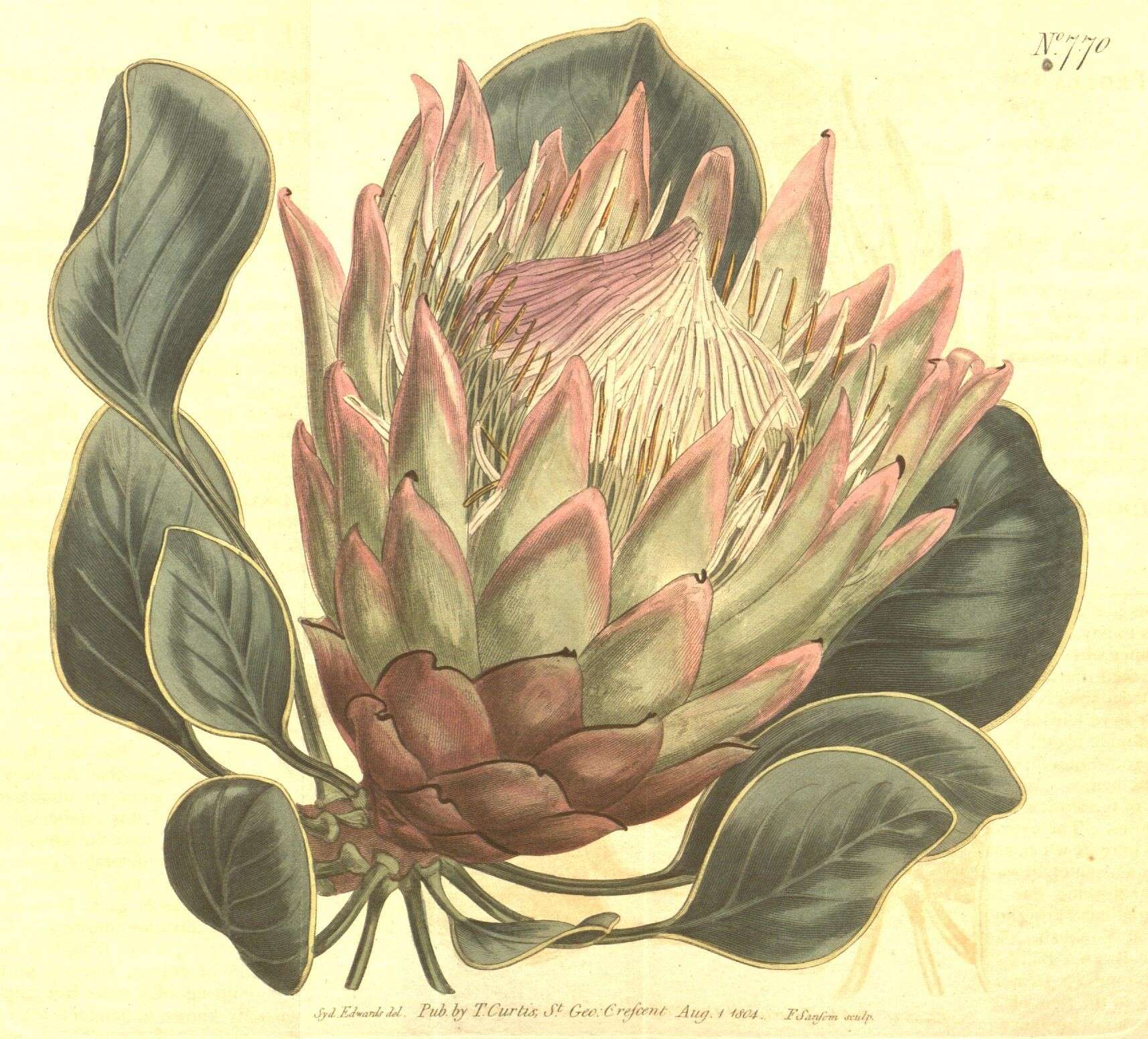 Image of king protea