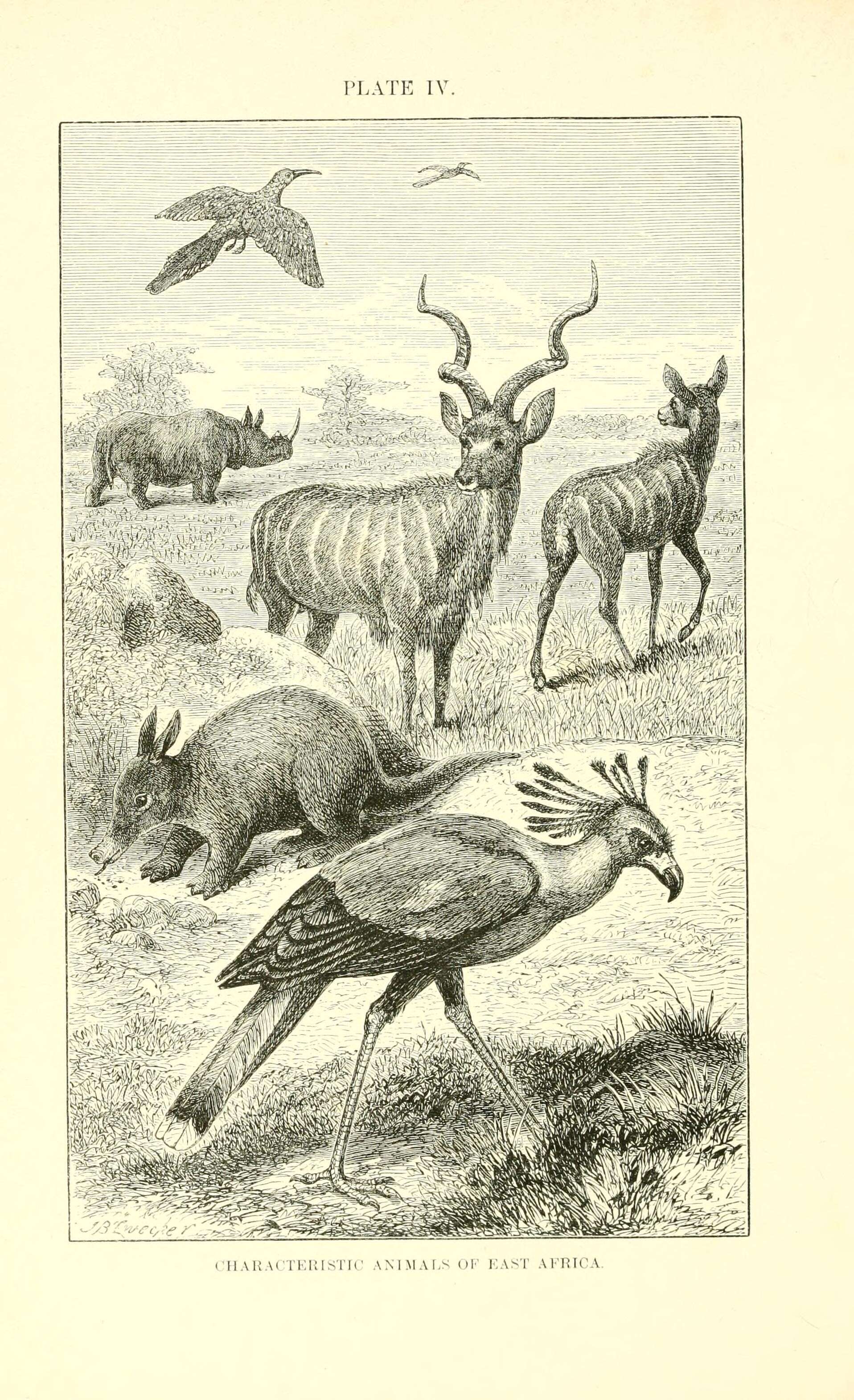 大旋角羚羊的圖片