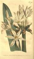 Image of Pancratium illyricum L.