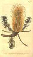 Image of heath-leaf banksia