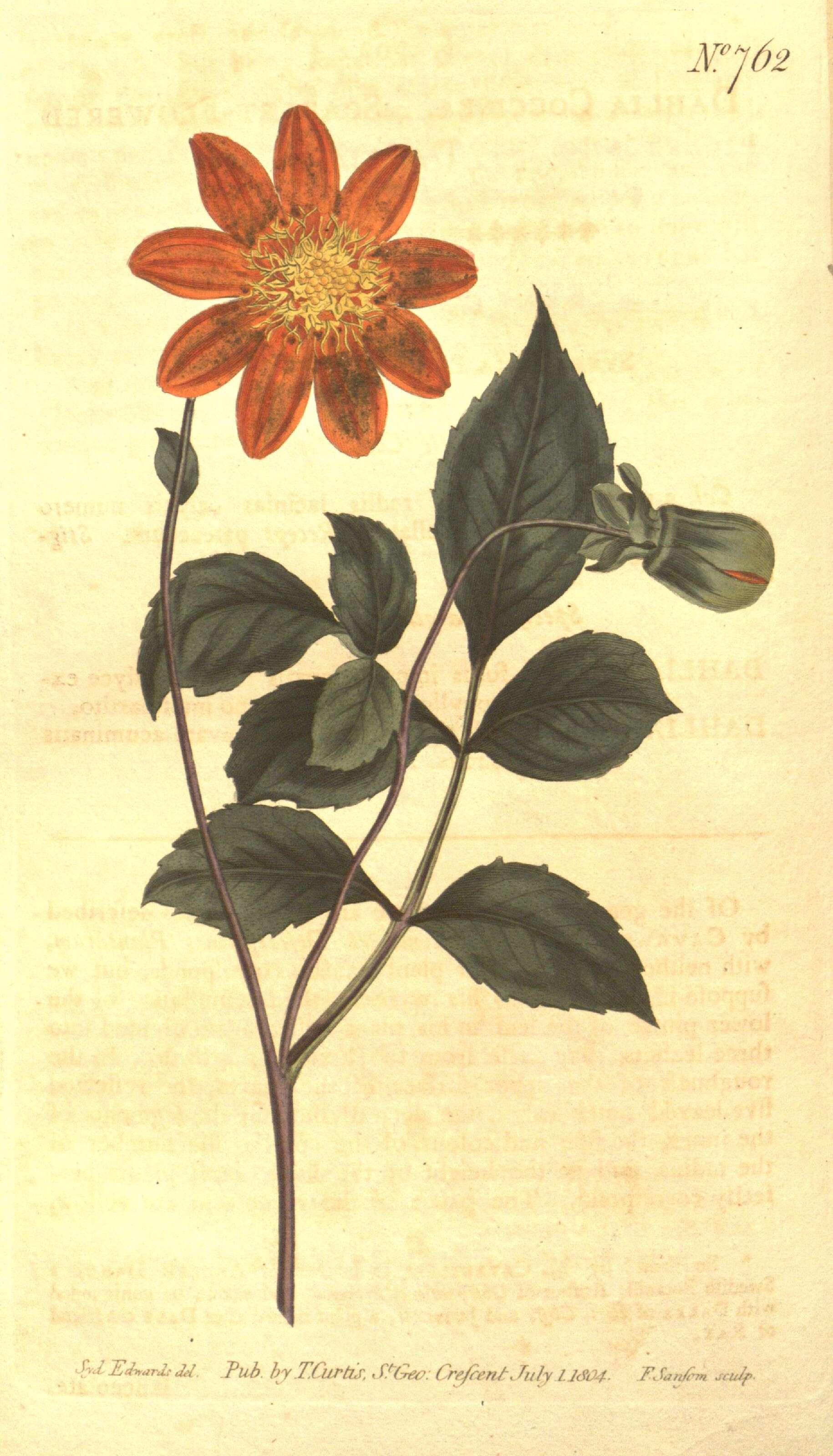 Image of red dahlia