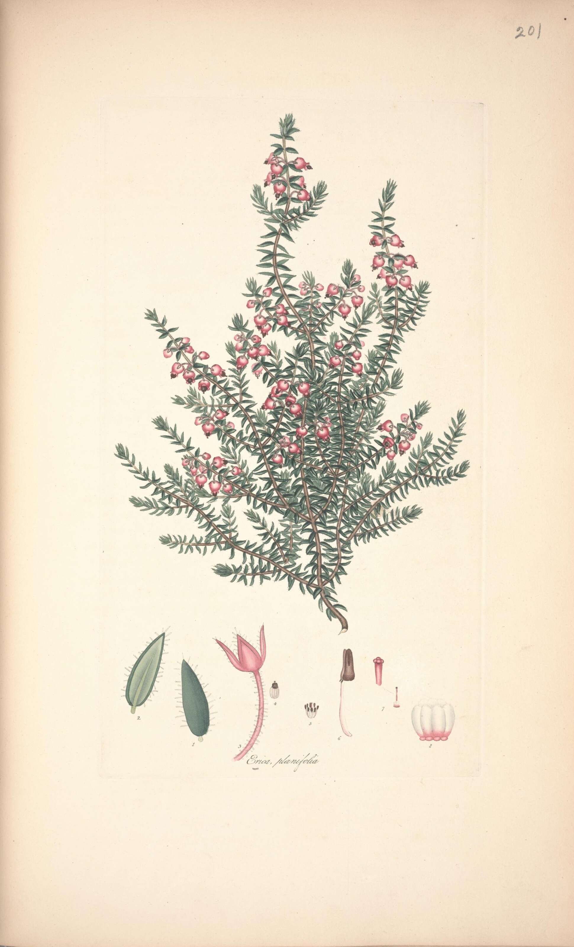 Слика од Erica planifolia L.