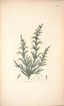 Image of Erica cylindrica Thunb.