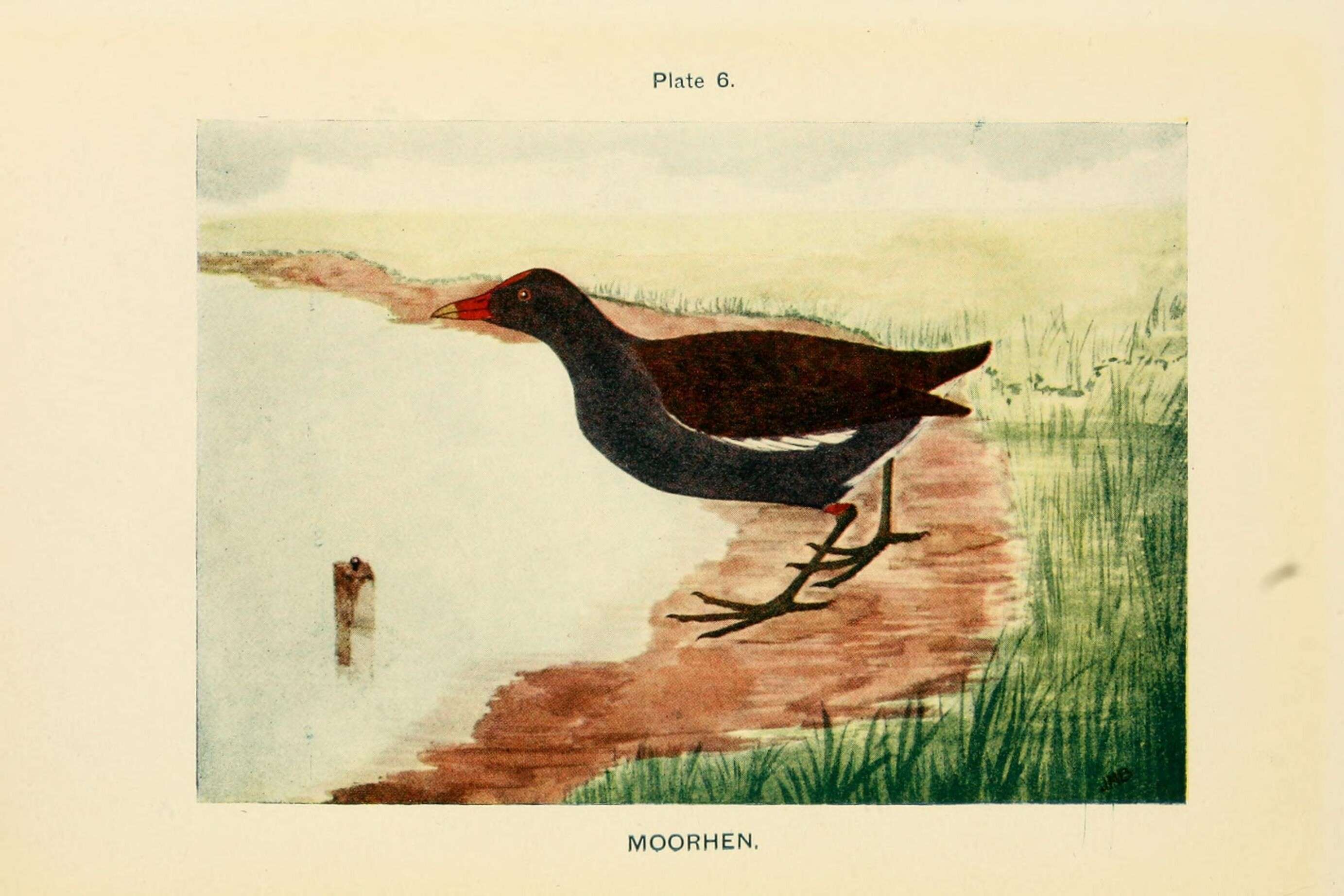 Image of Common Moorhen
