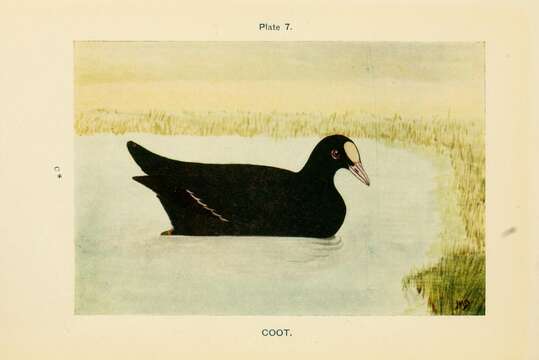 Image of Common Coot