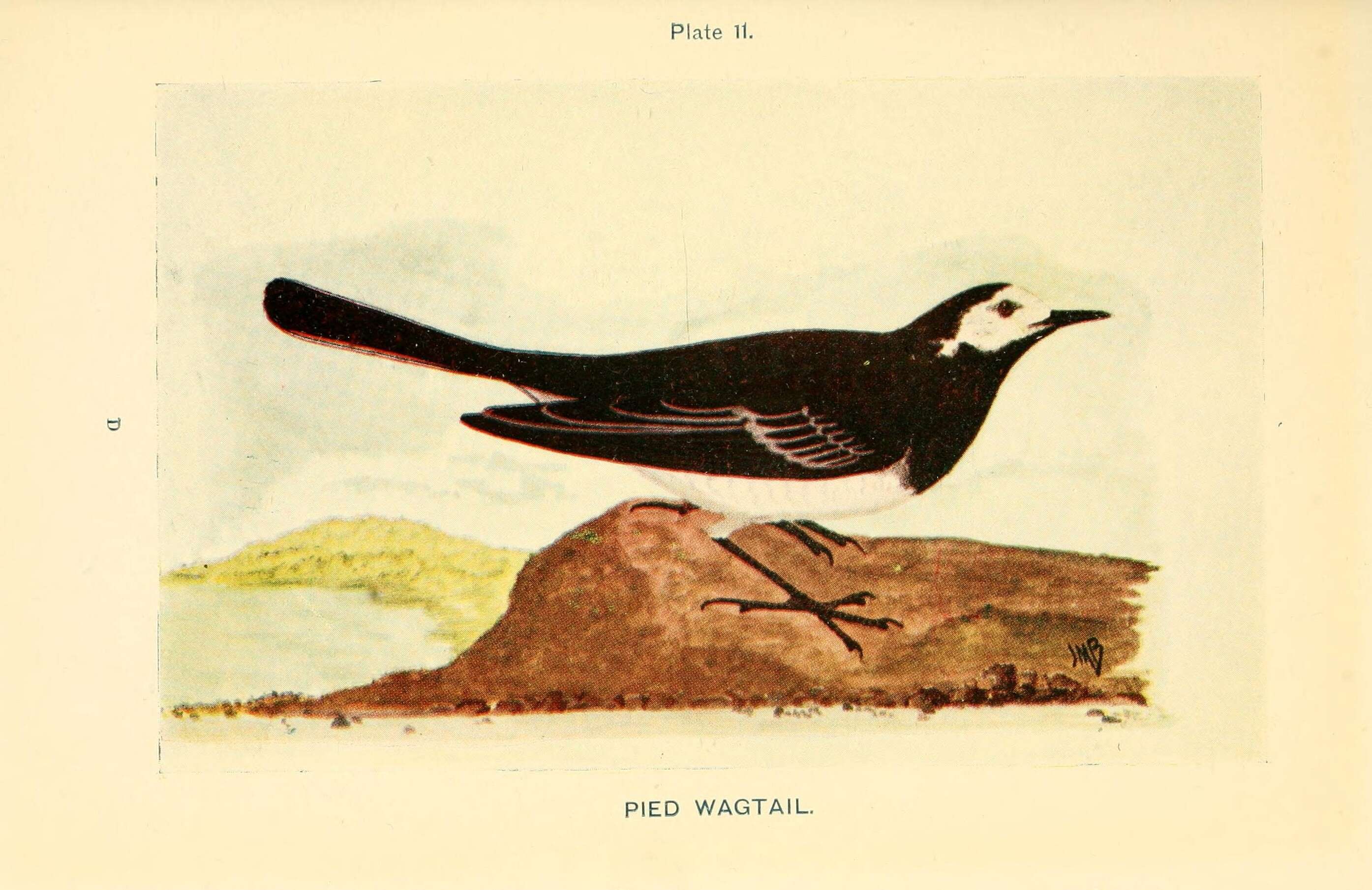 Image of Pied Wagtail and White Wagtail