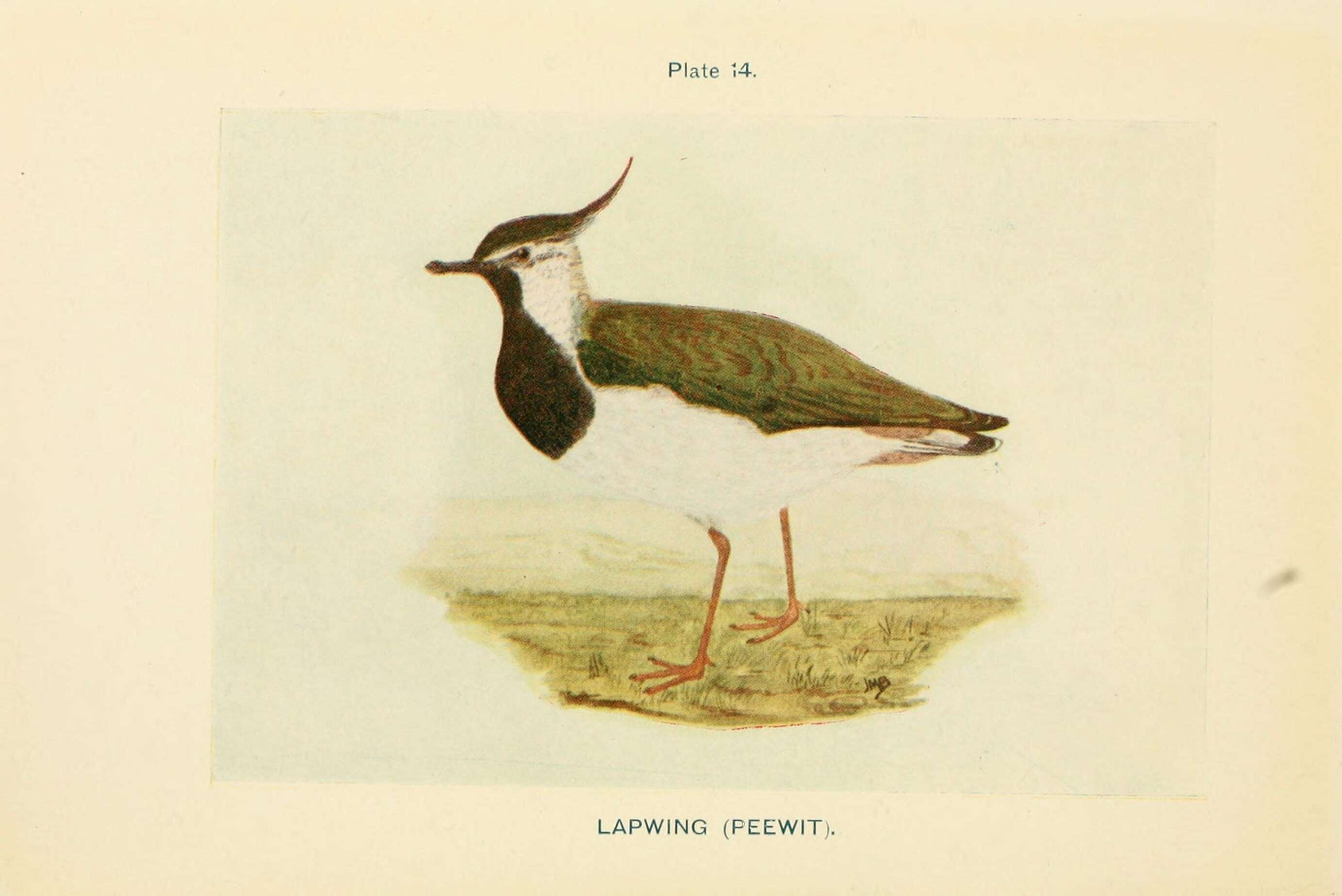 Image of Lapwing