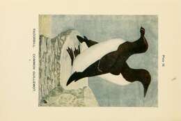 Image of Lesser auk