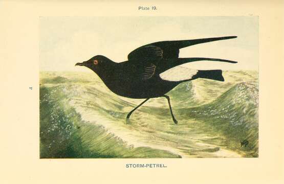 Image of British Storm Petrel