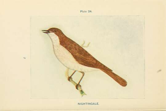 Image of nightingale, common nightingale