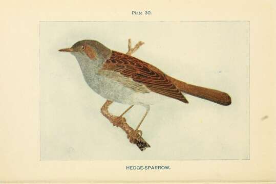 Image of Dunnock