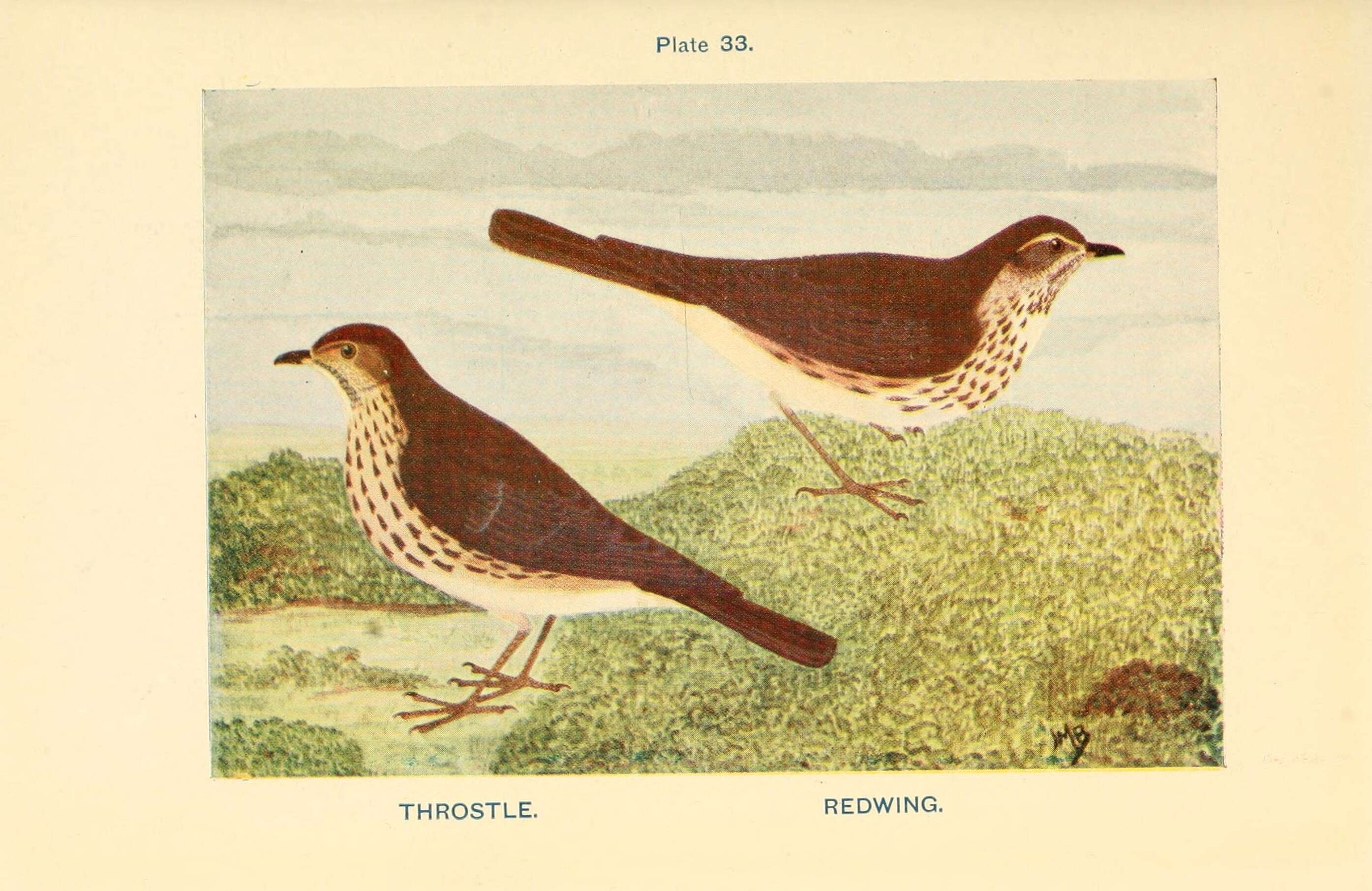 Image of Song Thrush