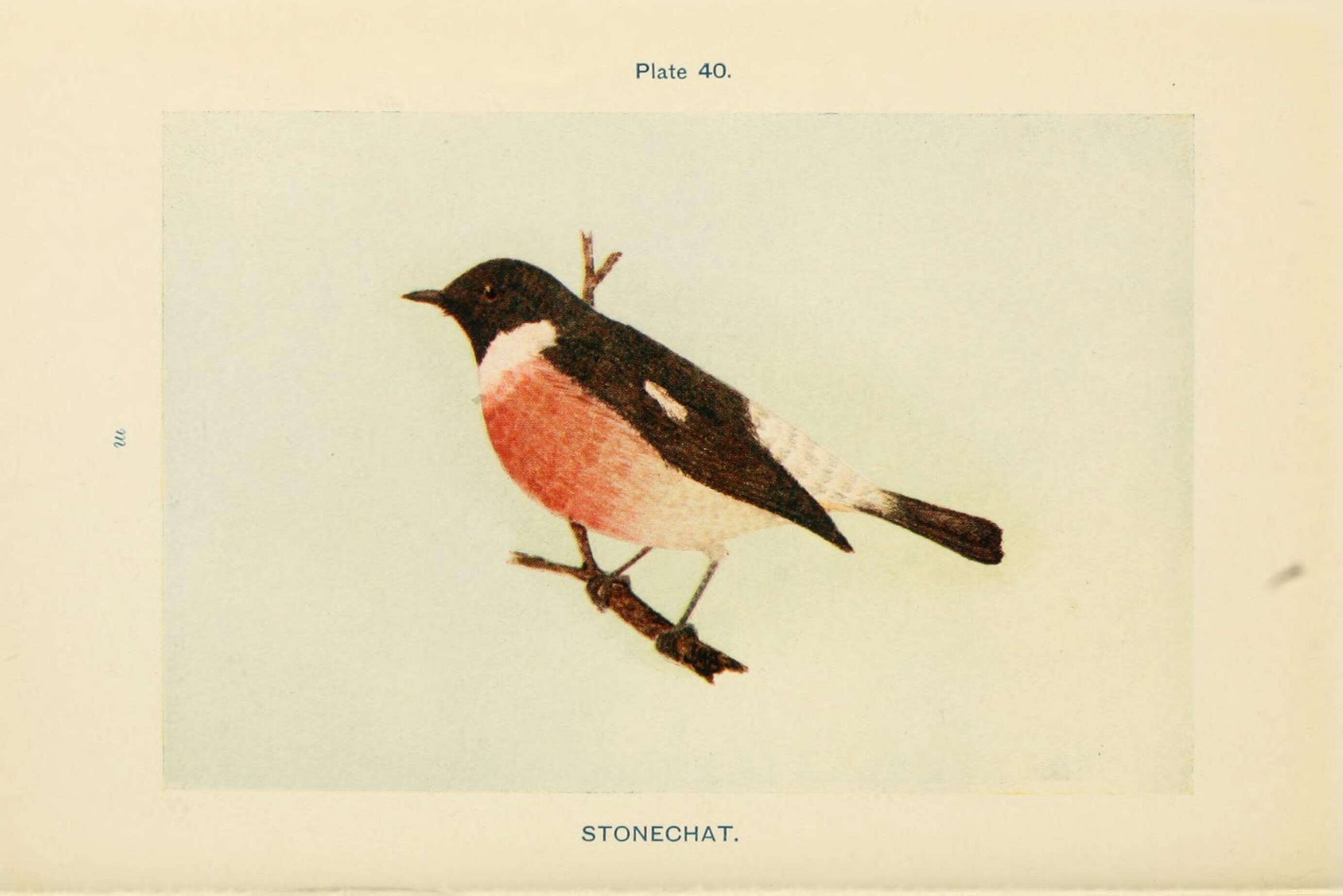 Image of European Stonechat