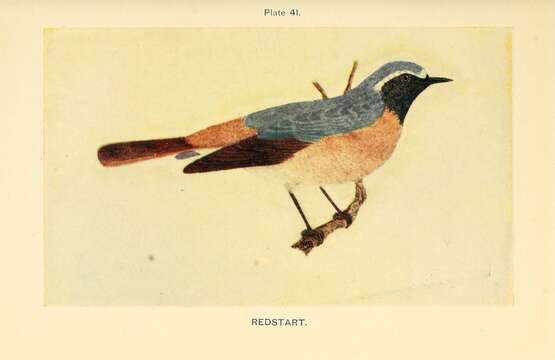 Image of Common Redstart