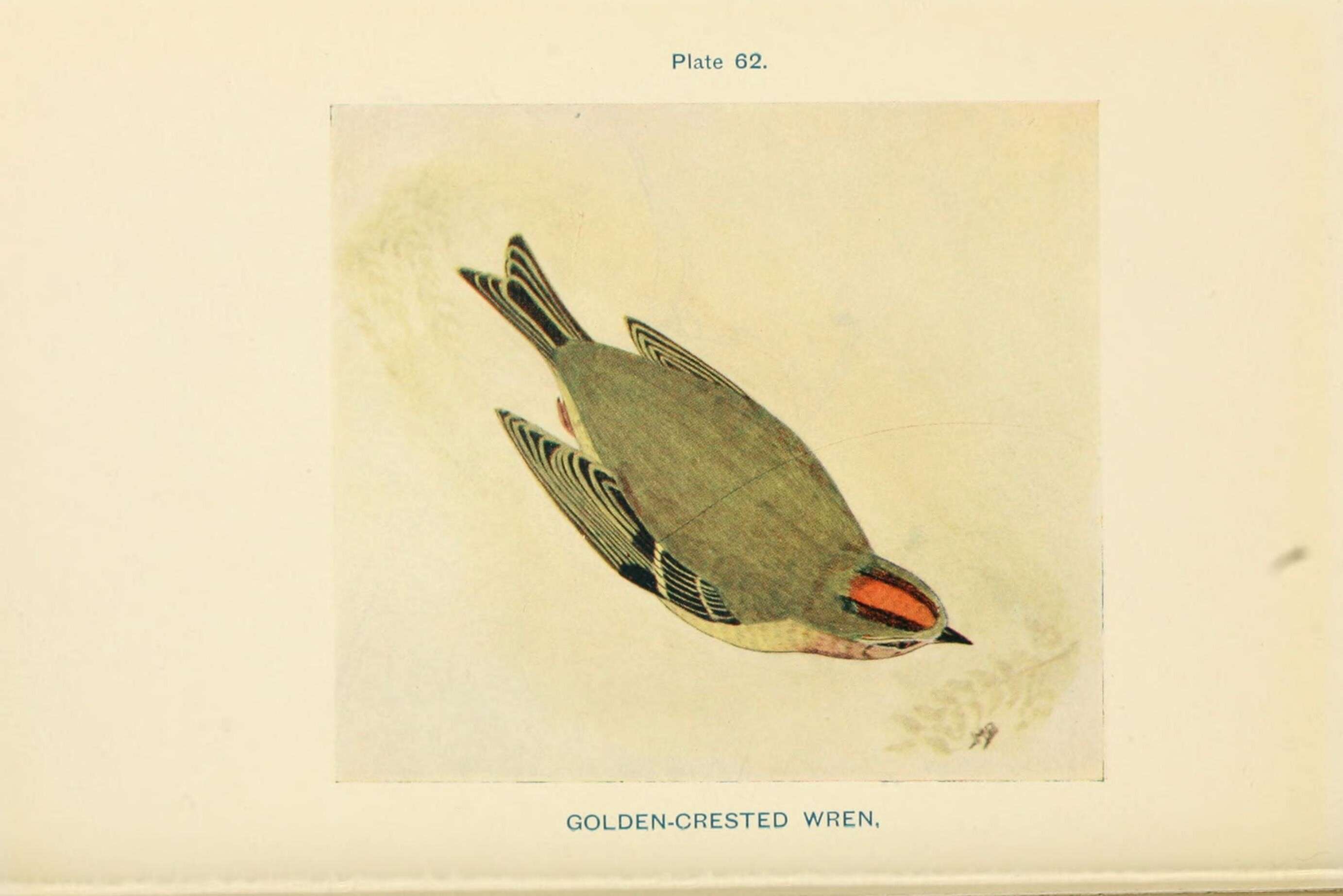 Image of Goldcrest