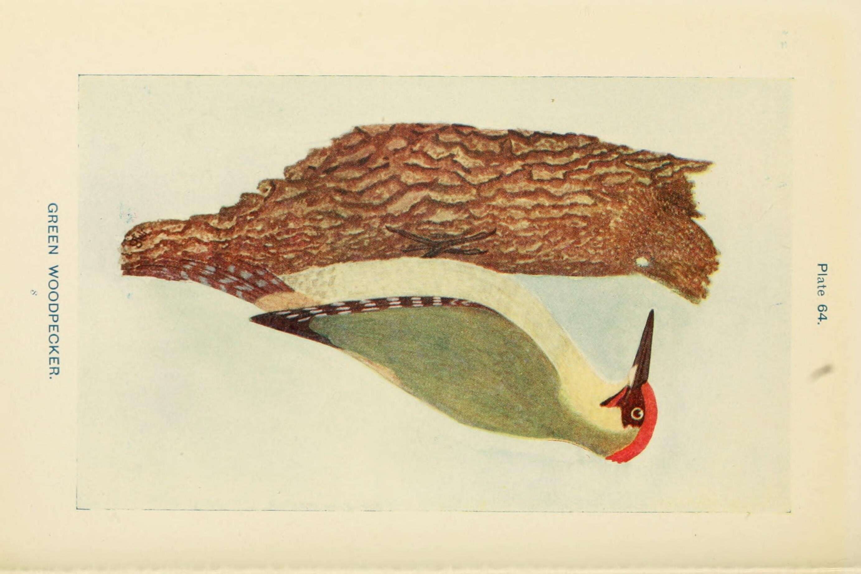 Image of Eurasian Green Woodpecker