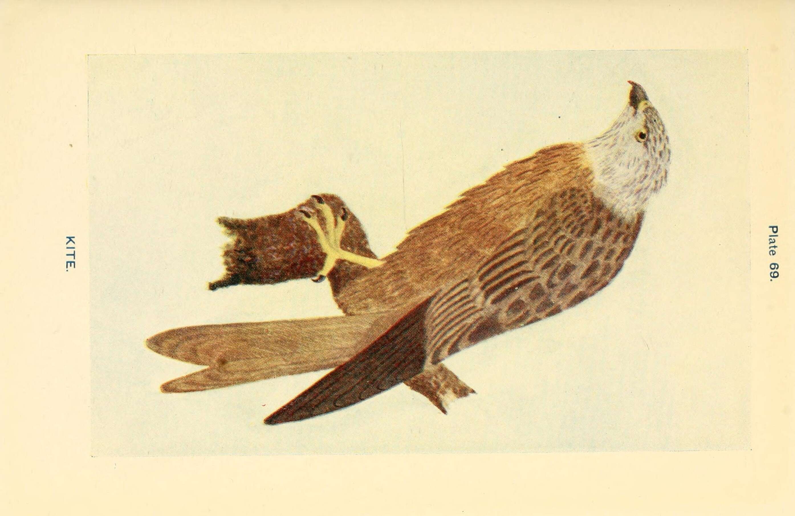 Image of Red Kite