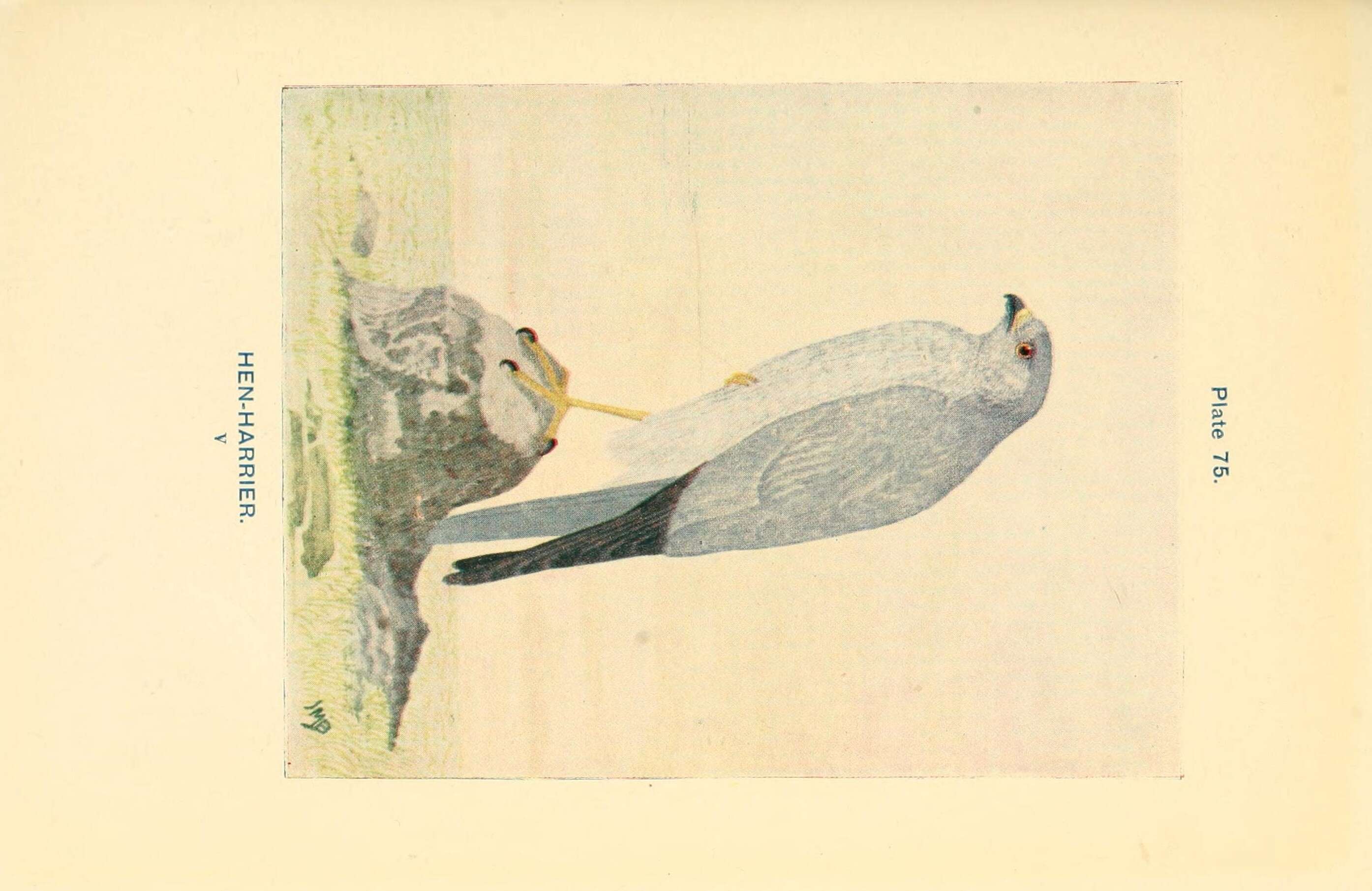 Plancia ëd Circus cyaneus (Linnaeus 1766)