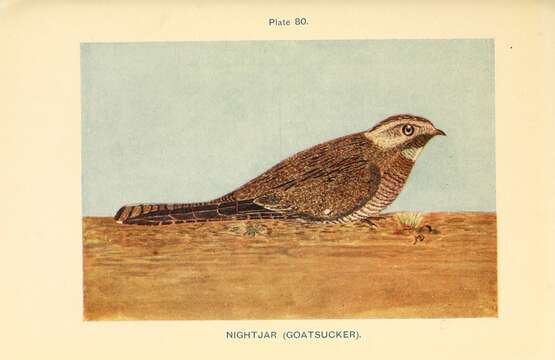 Image of nightjar, european nightjar