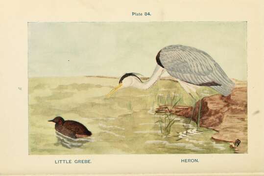 Image of Little Grebe