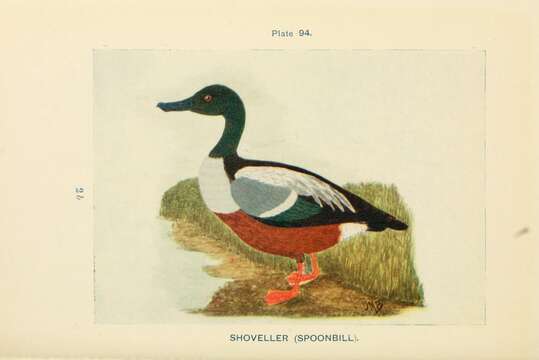 Image of Blue-winged teal