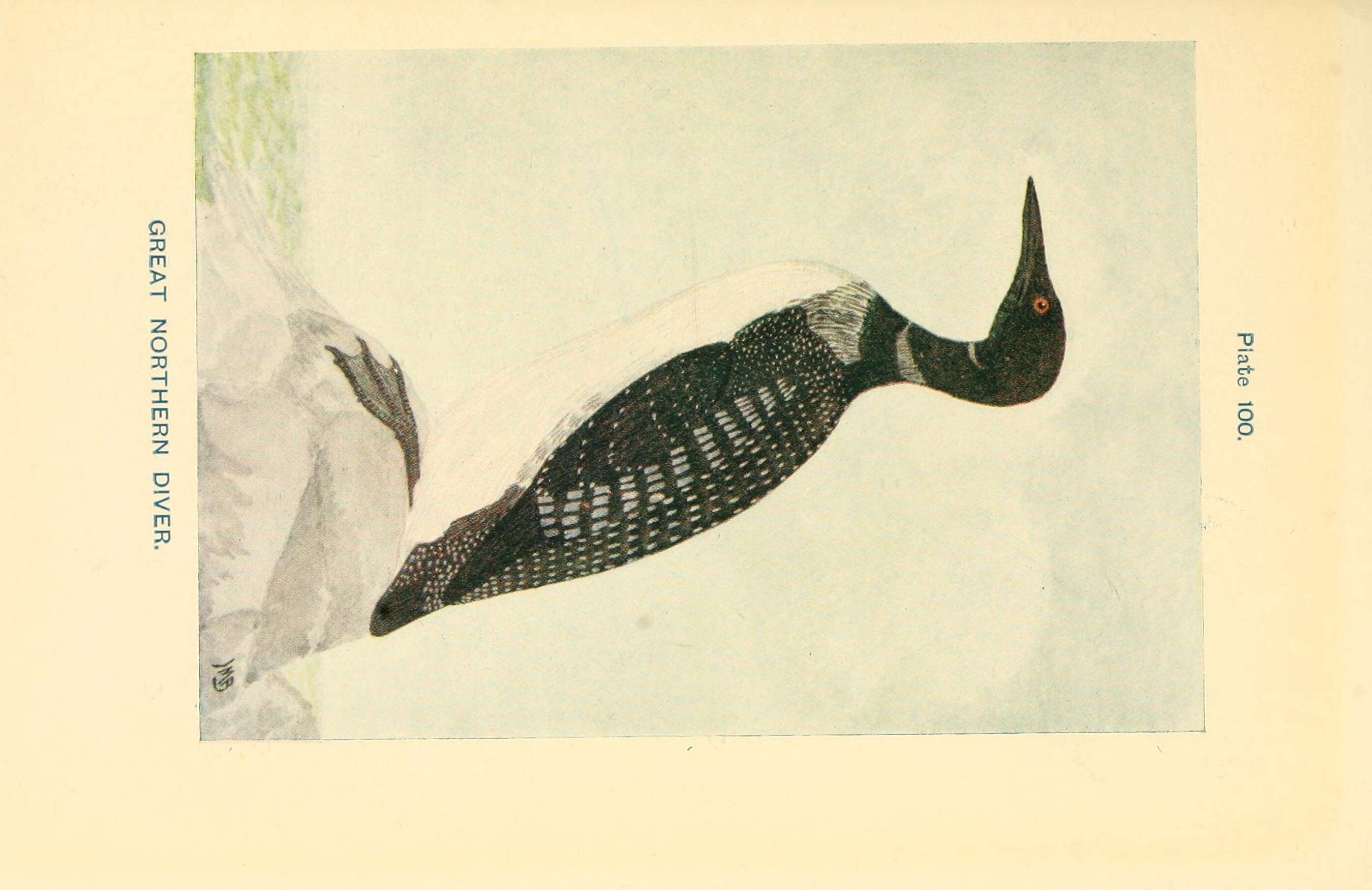 Image of loons