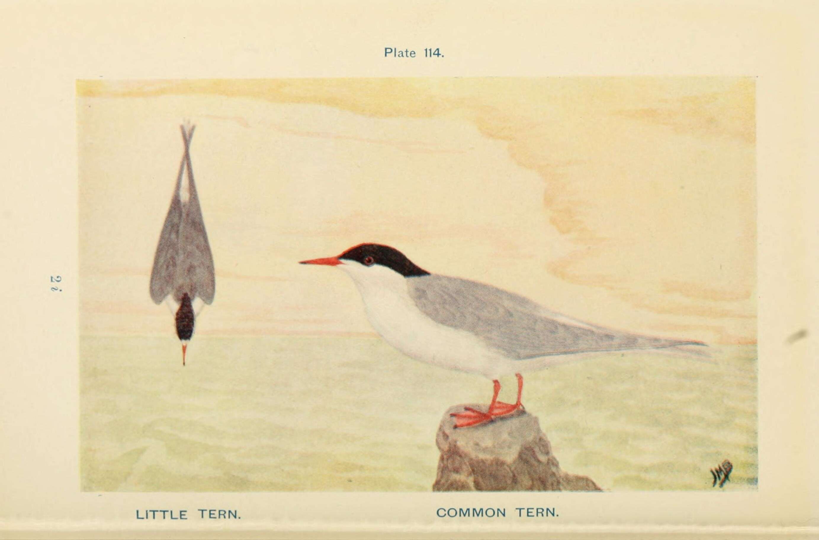 Image of Little Tern