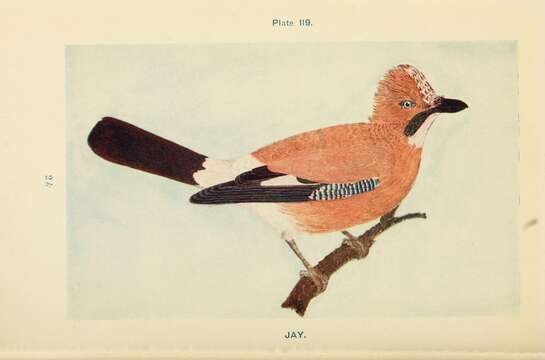 Image of Garrulus Brisson 1760